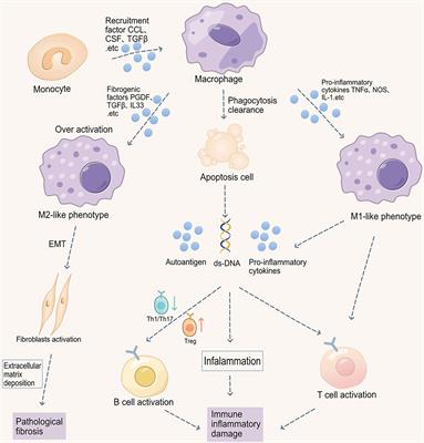 Frontiers | Potential Therapeutic Targets Of Macrophages In Inhibiting ...